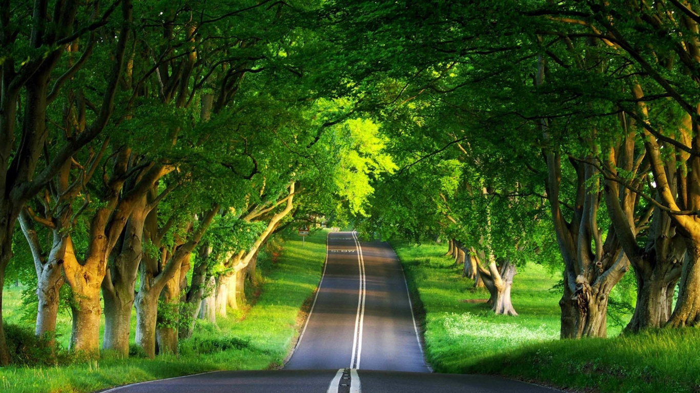 Nature, Green, Route, Végétation, Woodland. Wallpaper in 1366x768 Resolution