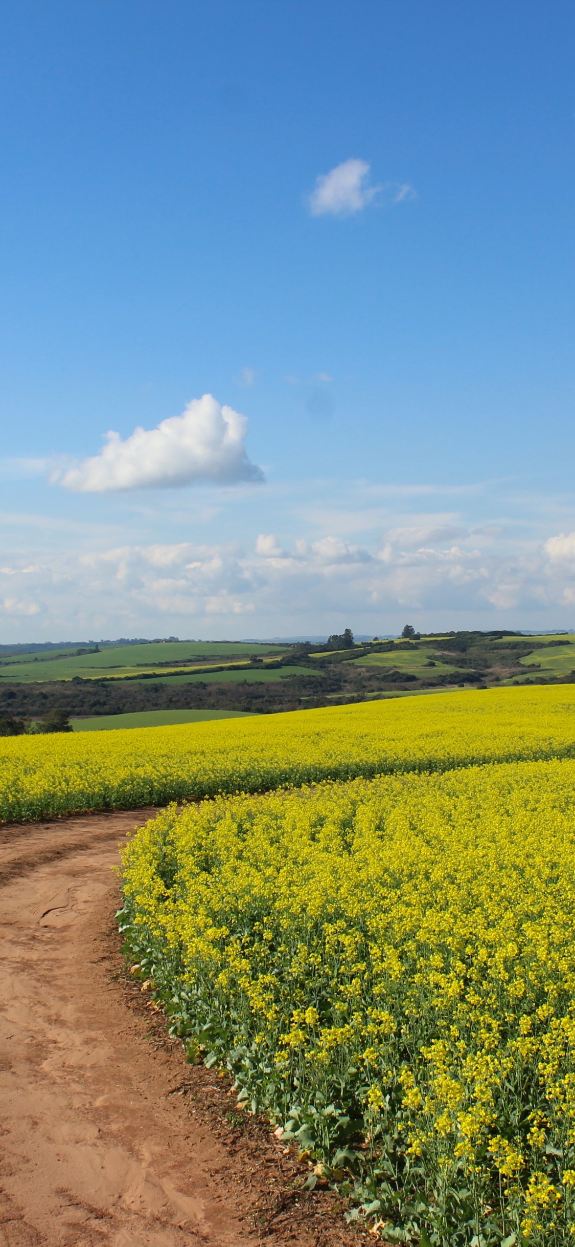 Cloud, Flower, Plant, Ecoregion, Natural Landscape. Wallpaper in 1125x2436 Resolution