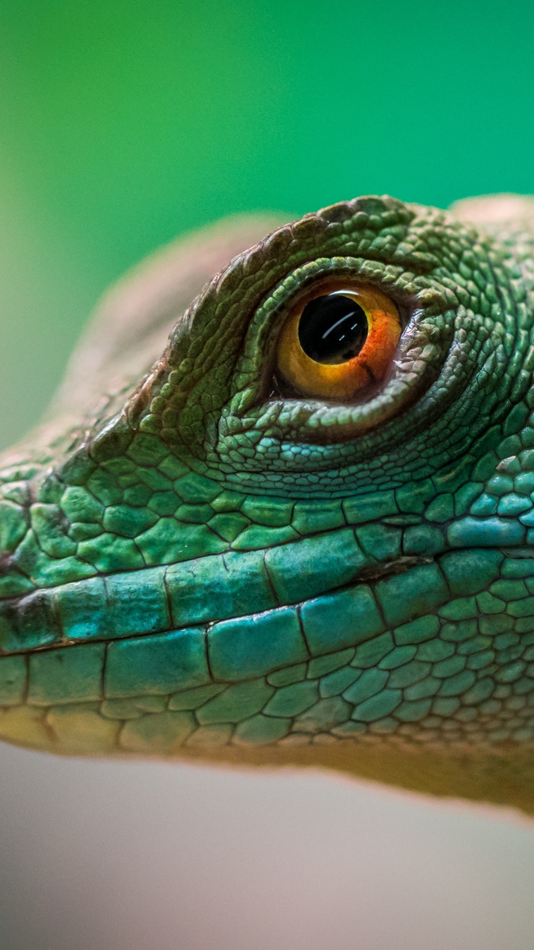 Lézard Vert et Brun en Photographie Rapprochée. Wallpaper in 1080x1920 Resolution