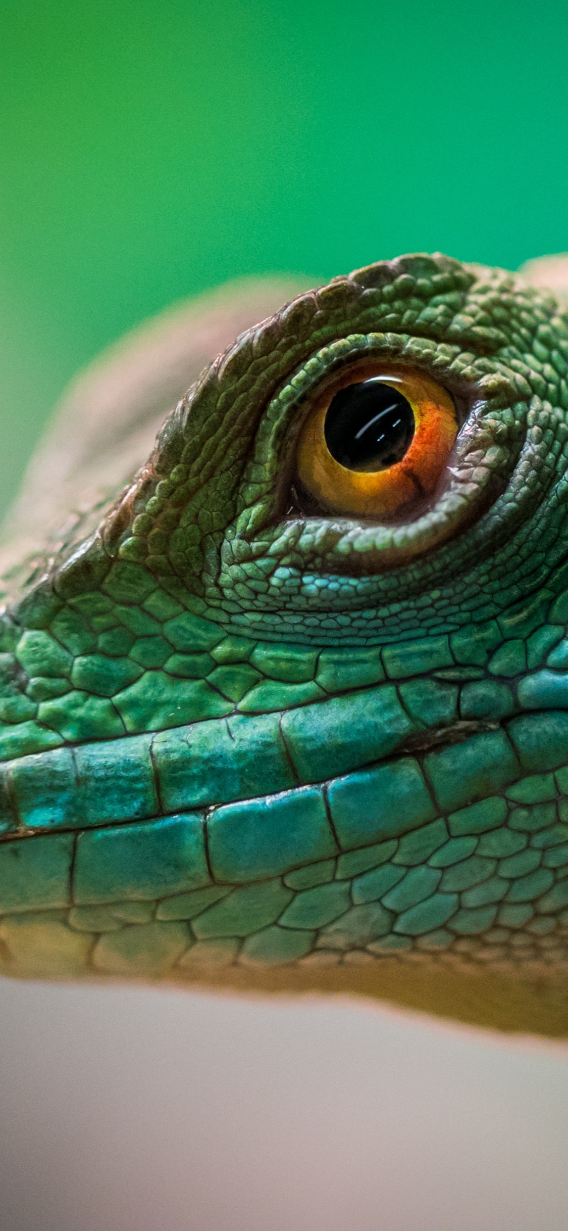 Lézard Vert et Brun en Photographie Rapprochée. Wallpaper in 1125x2436 Resolution