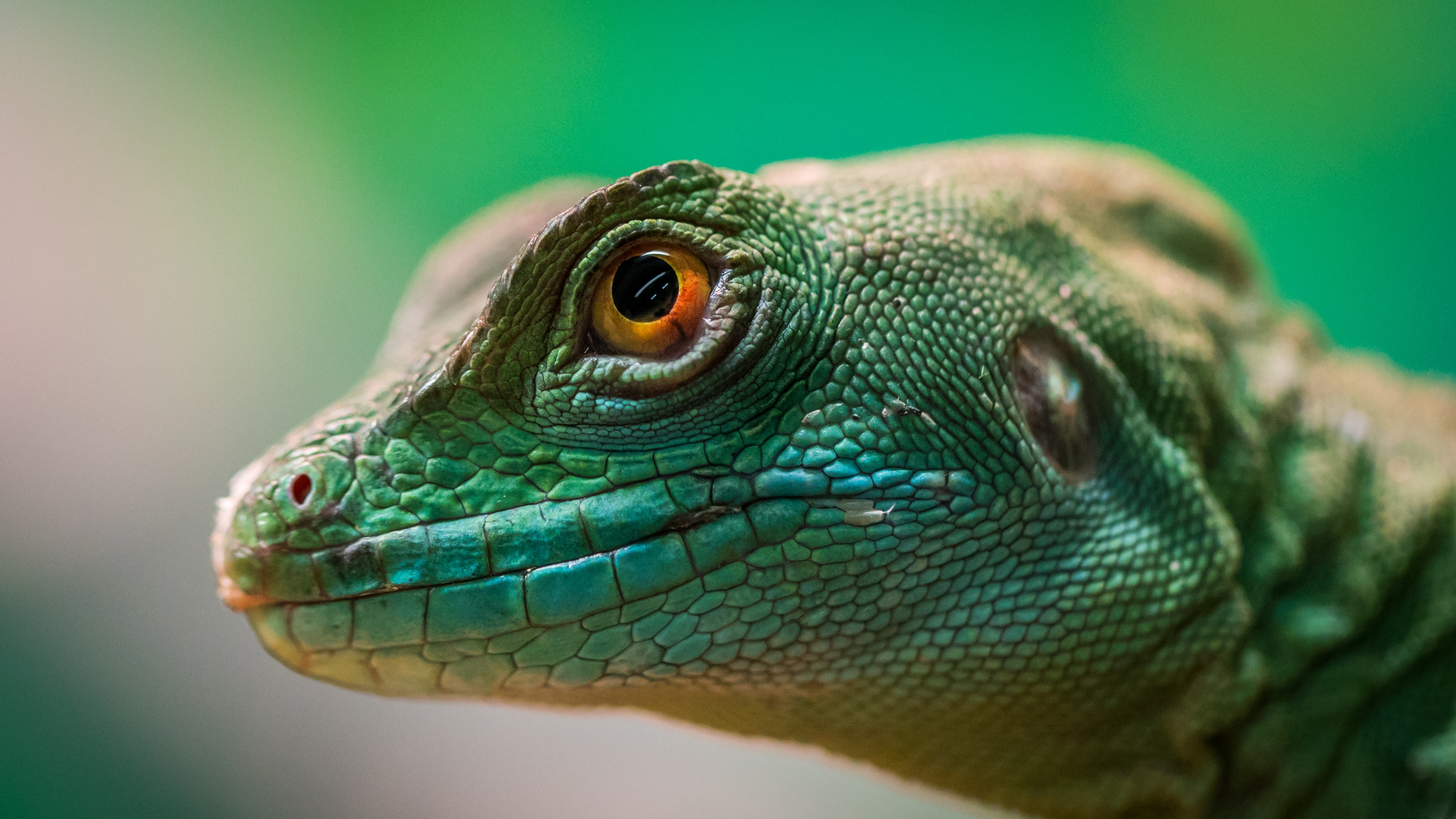 Lézard Vert et Brun en Photographie Rapprochée. Wallpaper in 3840x2160 Resolution