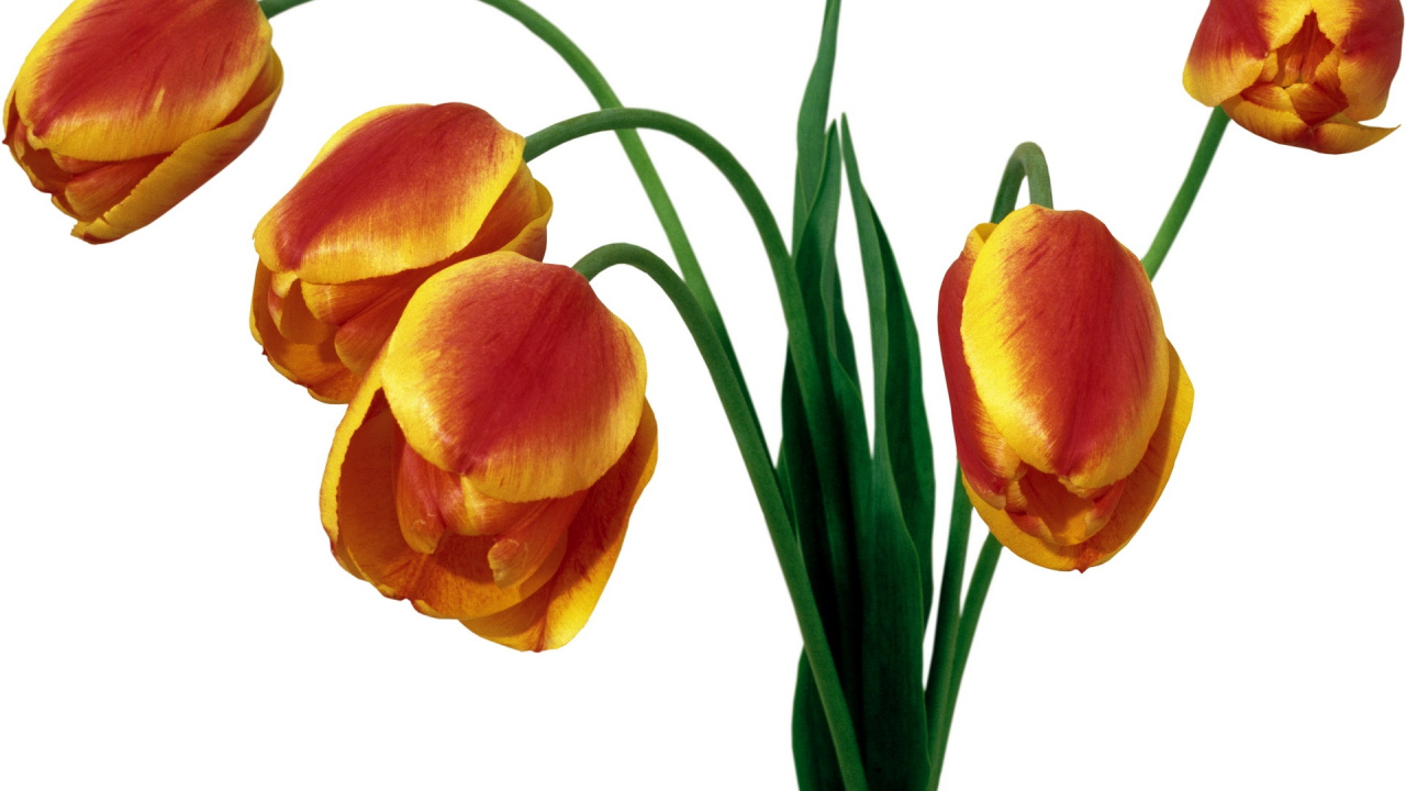 Gelbe Und Rote Tulpen Auf Weißem Hintergrund. Wallpaper in 1280x720 Resolution