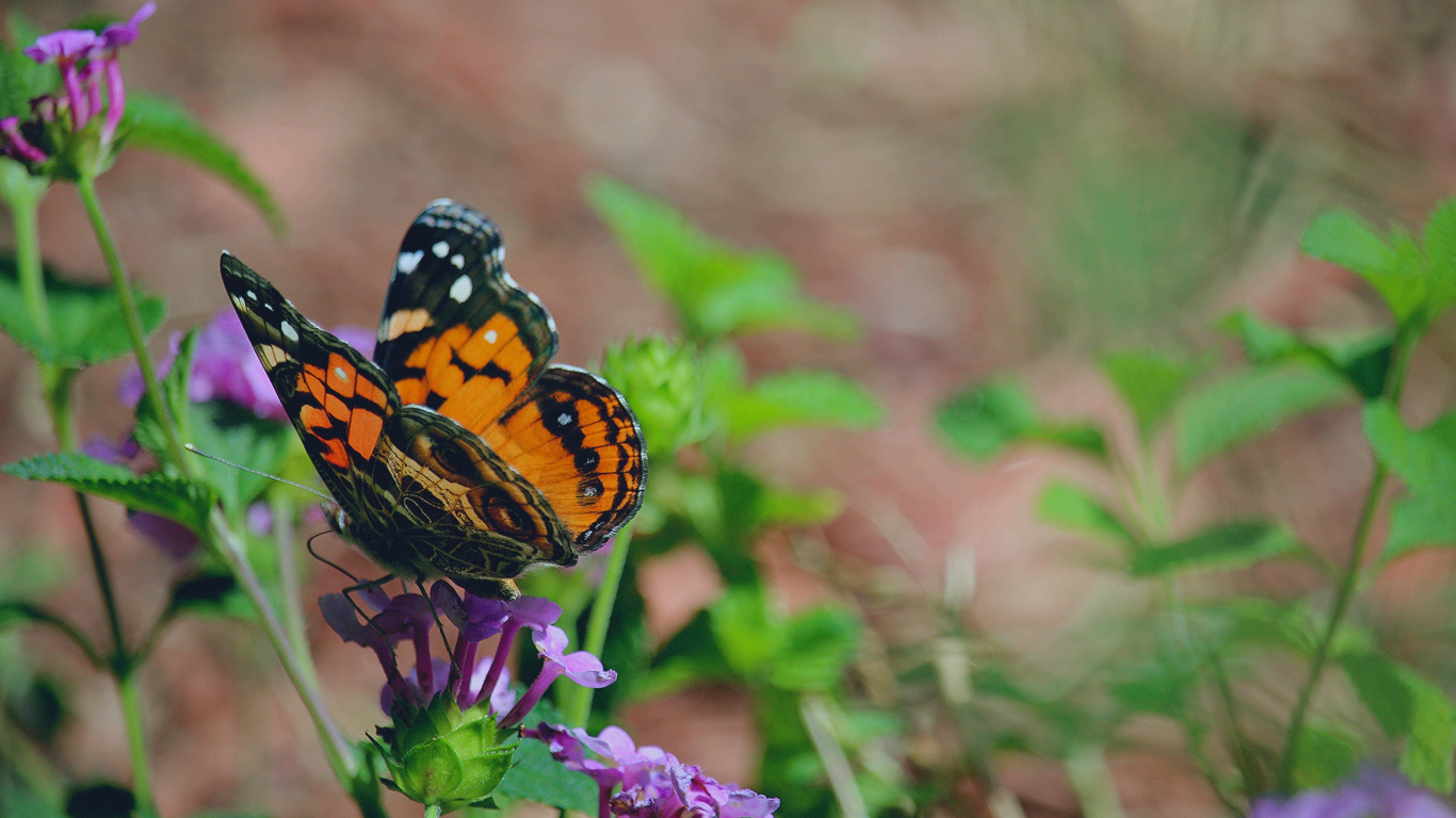 Schwarzer Und Orangefarbener Schmetterling Thront Auf Lila Blume in Nahaufnahme Während Des Tages. Wallpaper in 1366x768 Resolution
