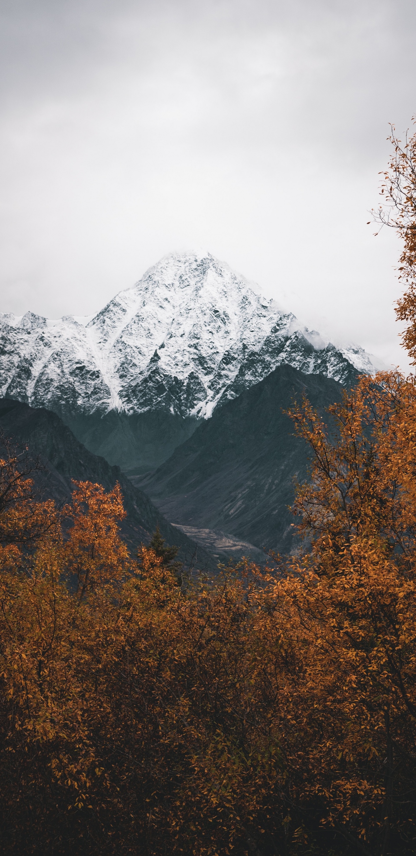 Alpen, Bergigen Landschaftsformen, Bergkette, Baum, Hochland. Wallpaper in 1440x2960 Resolution