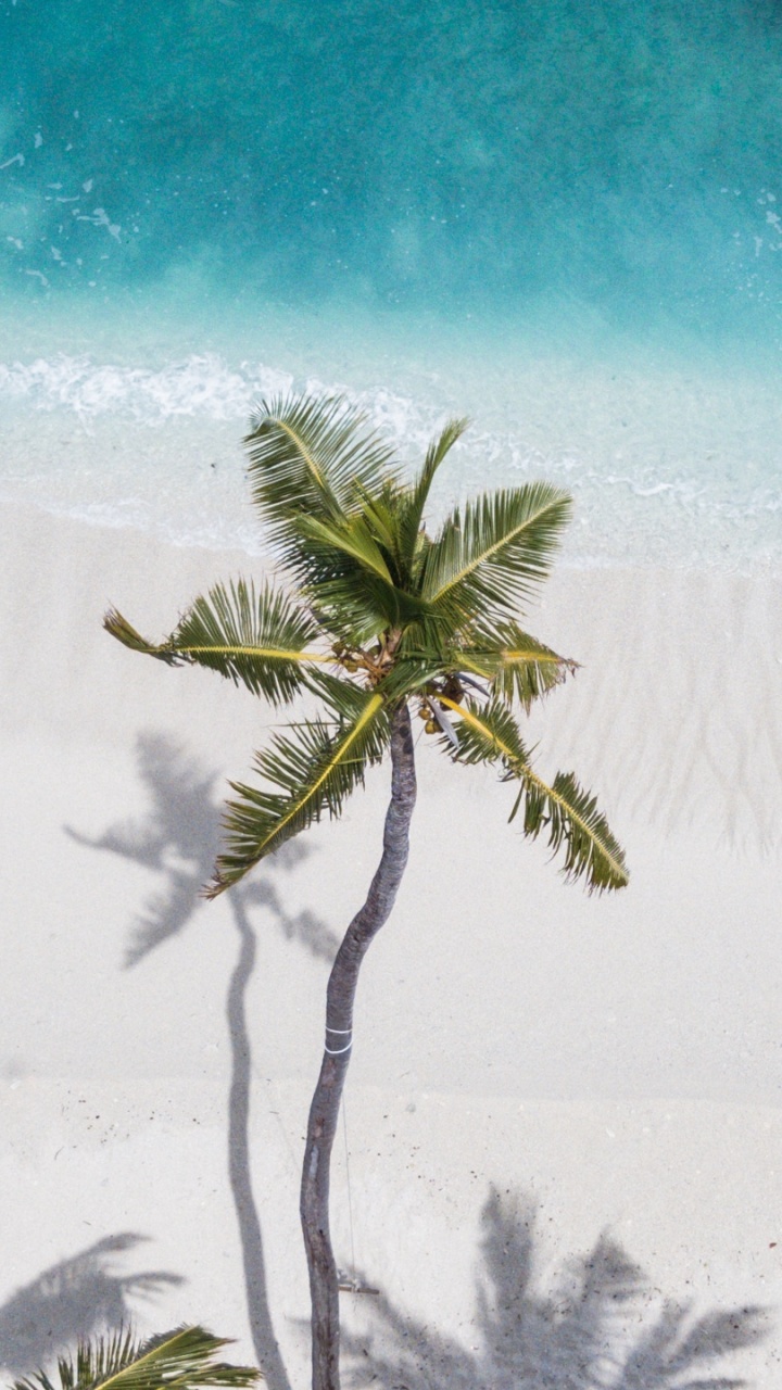 Green Palm Tree on White Snow Covered Ground. Wallpaper in 720x1280 Resolution