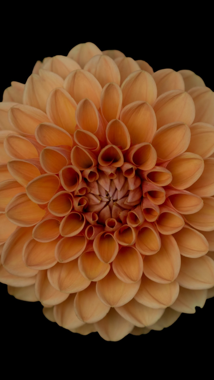 Gelbe Blume Mit Schwarzem Hintergrund. Wallpaper in 750x1334 Resolution