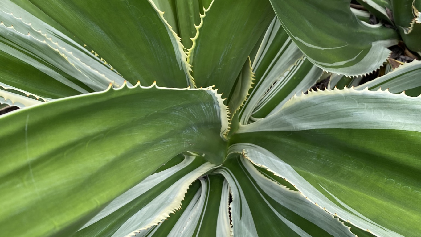 la Vegetación, Tallo de la Planta, Naturaleza, Verde, Entorno Natural. Wallpaper in 1366x768 Resolution