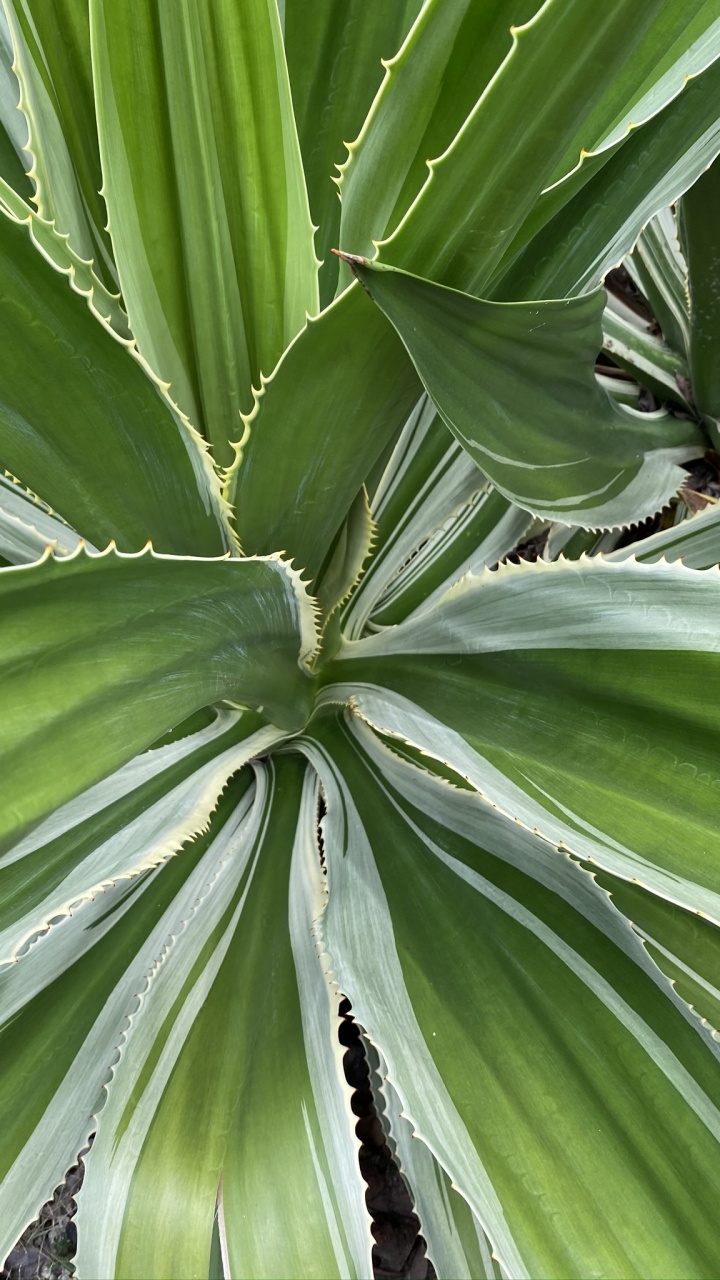 Vegetation, Pflanzen-Stammzellen, Blatt, Natur, Gr. Wallpaper in 720x1280 Resolution