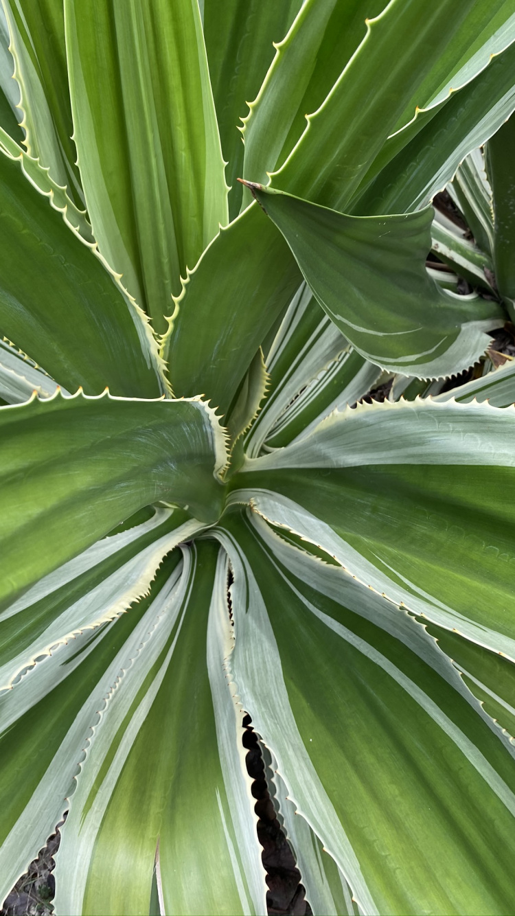 Vegetation, Plant Stem, Leaf, Nature, Green. Wallpaper in 750x1334 Resolution