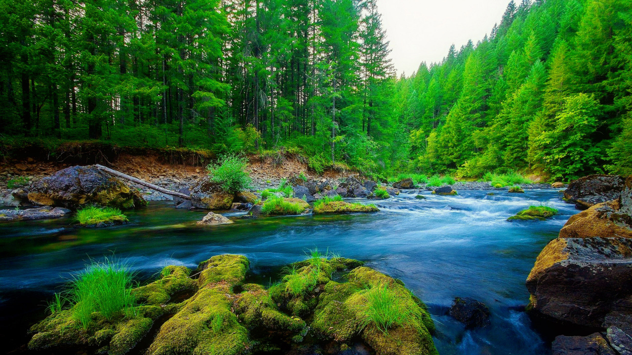 Tagsüber Grüne Bäume am Fluss. Wallpaper in 1280x720 Resolution