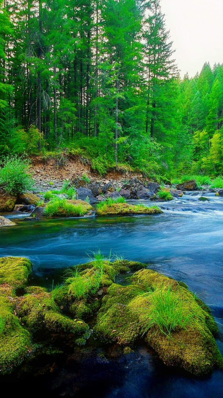 Green Trees Beside River During Daytime. Wallpaper in 750x1334 Resolution