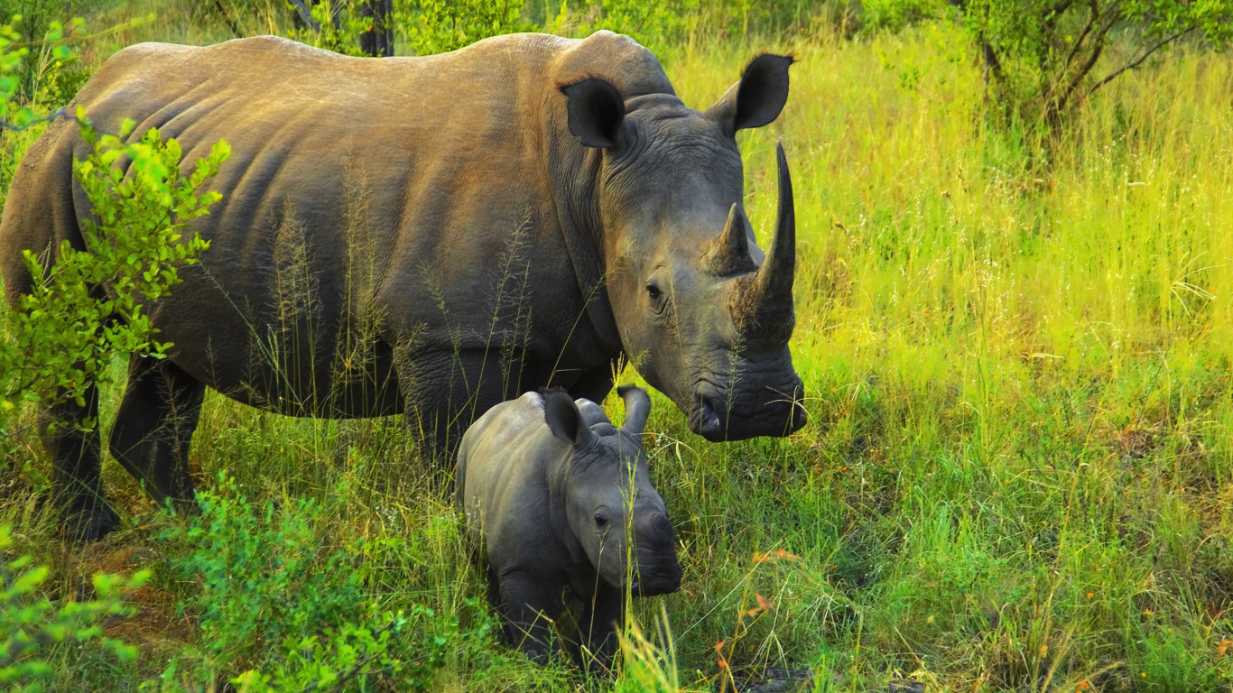 Black Rhinoceros on Green Grass Field During Daytime. Wallpaper in 1366x768 Resolution
