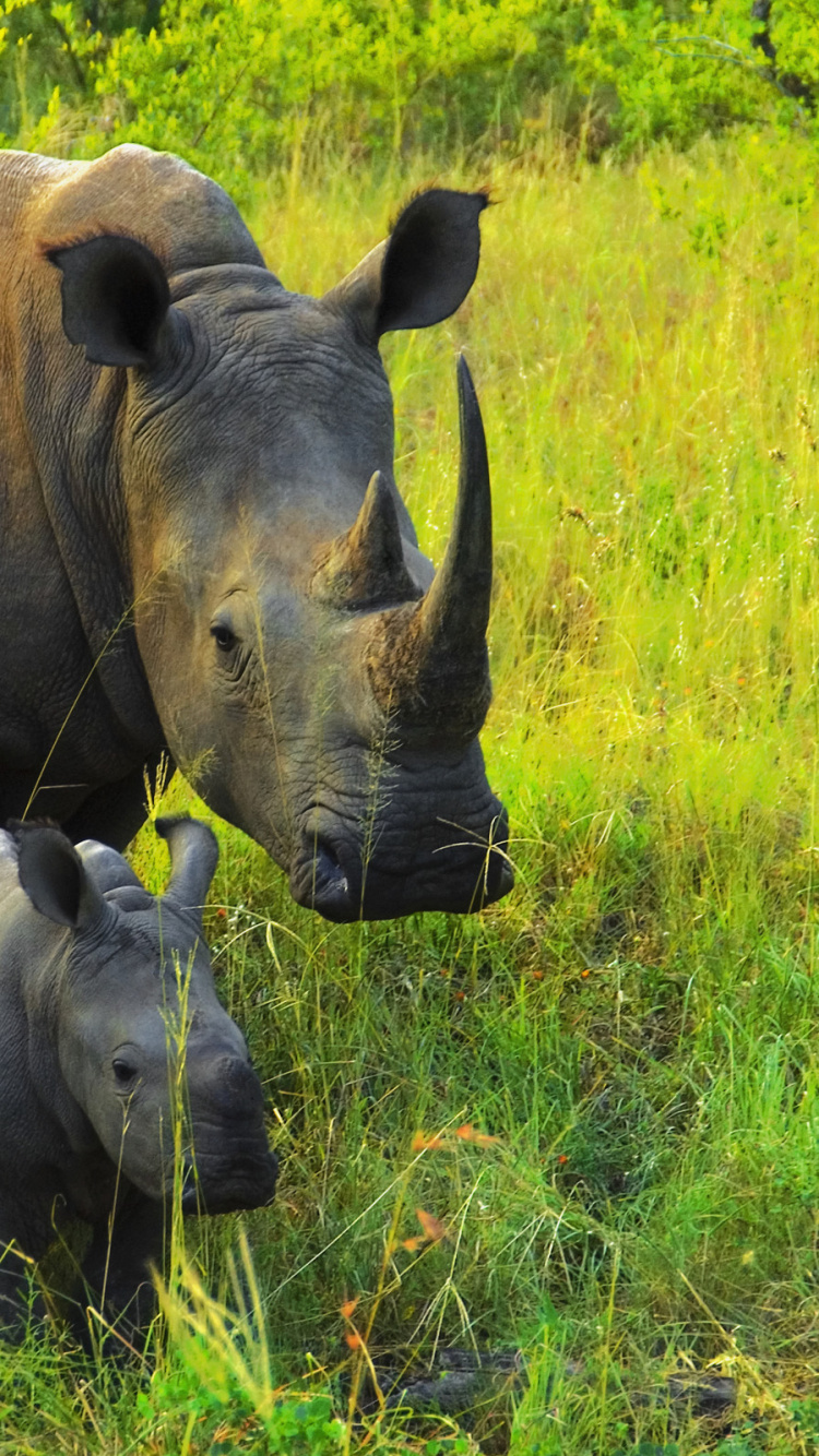 Black Rhinoceros on Green Grass Field During Daytime. Wallpaper in 750x1334 Resolution