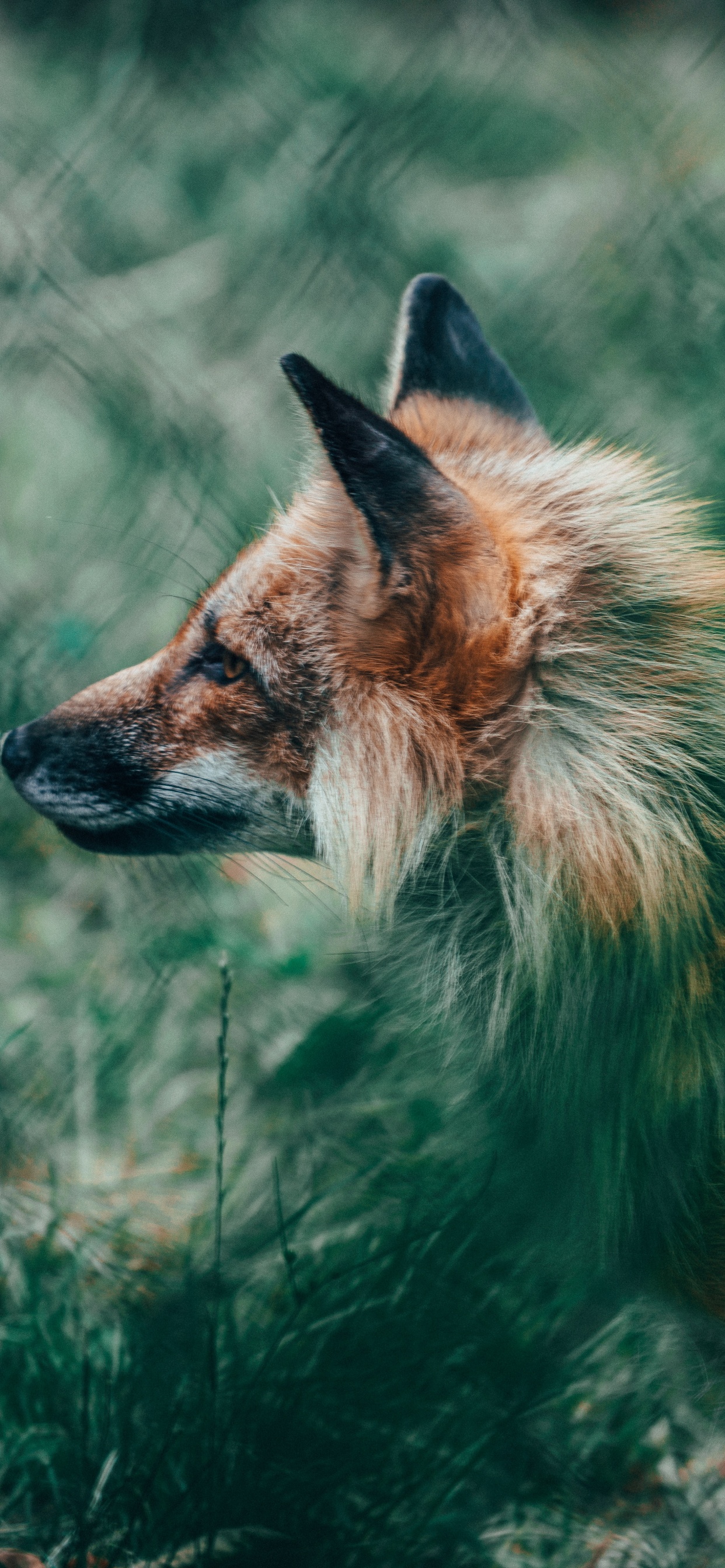 Brown Fox on Green Grass During Daytime. Wallpaper in 1242x2688 Resolution