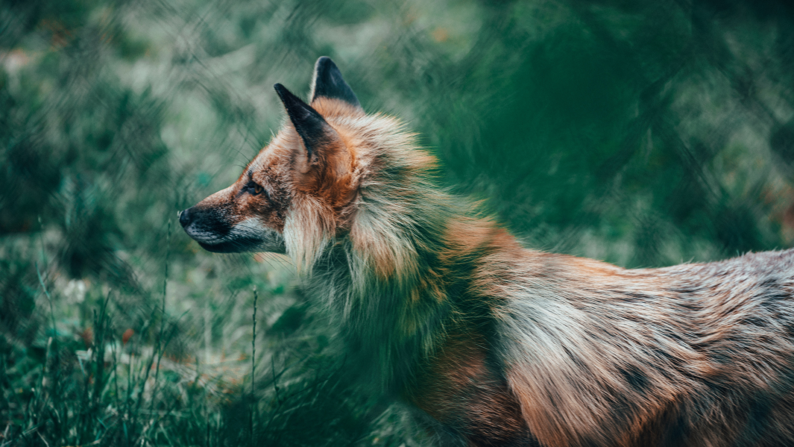 Brown Fox on Green Grass During Daytime. Wallpaper in 2560x1440 Resolution