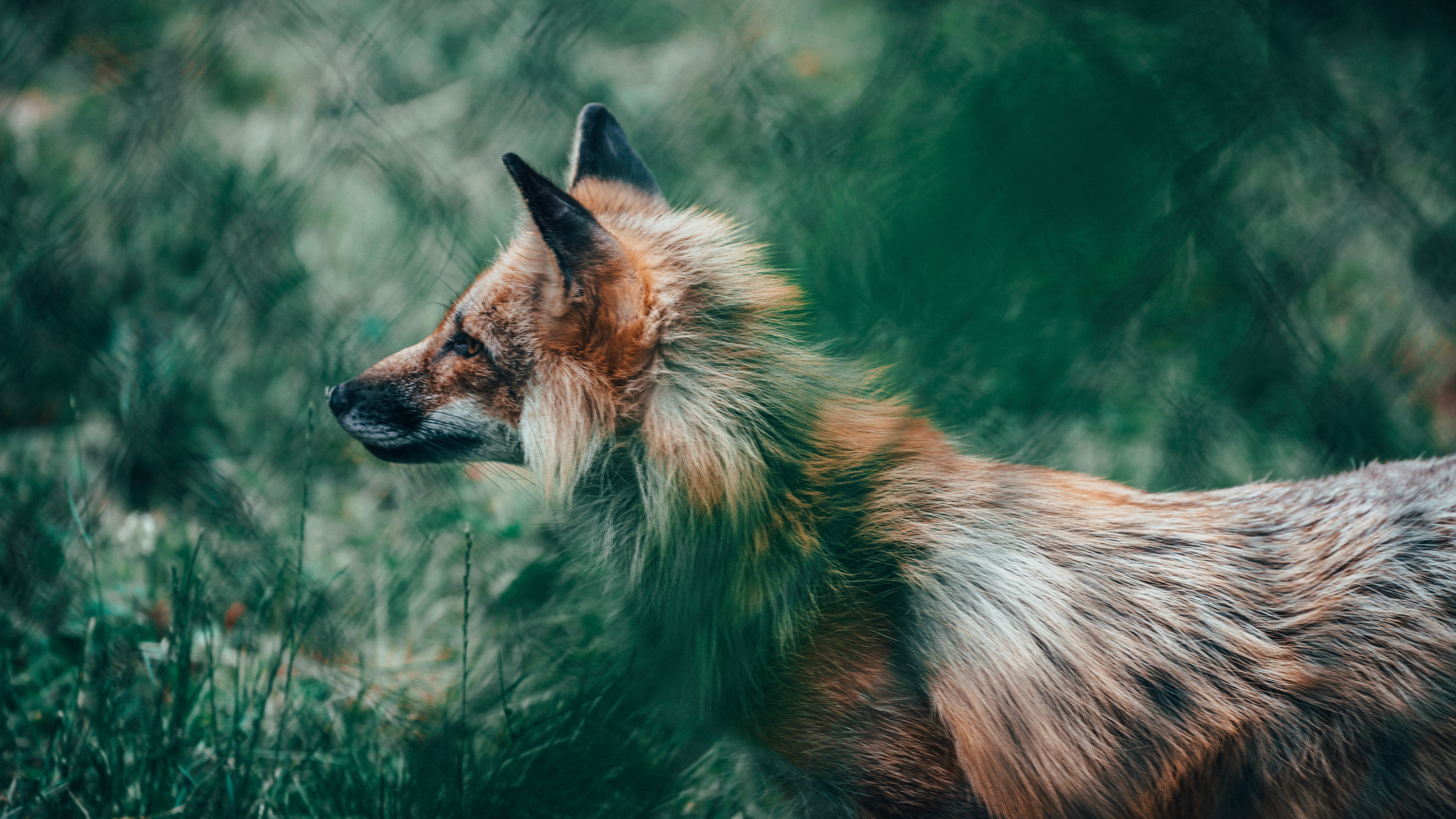 Brown Fox on Green Grass During Daytime. Wallpaper in 7680x4320 Resolution