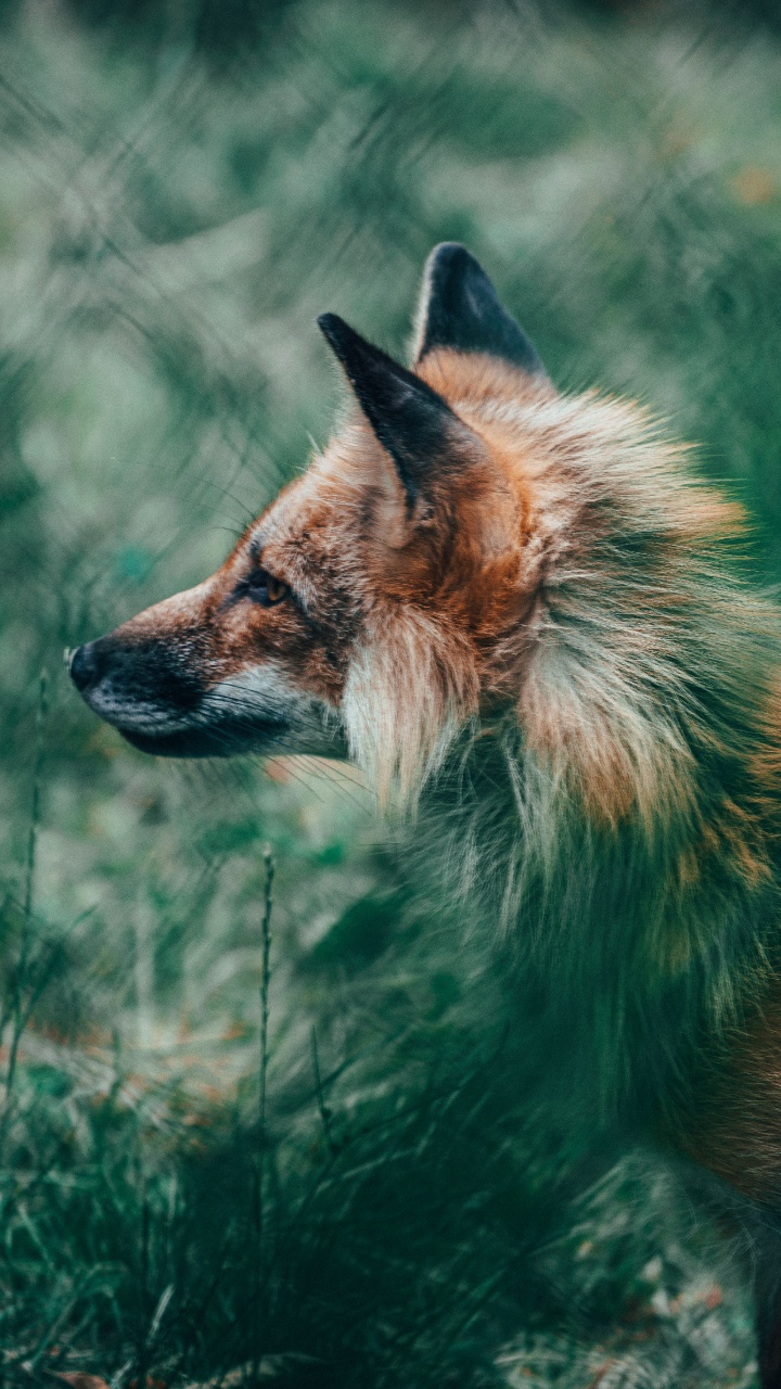Download 720x1280 Wallpaper Renard Brun Sur L'herbe Verte Pendant la Journée Renard Brun Sur L'herbe Verte Pendant la Journée. Wallpaper in 720x1280 Resolution