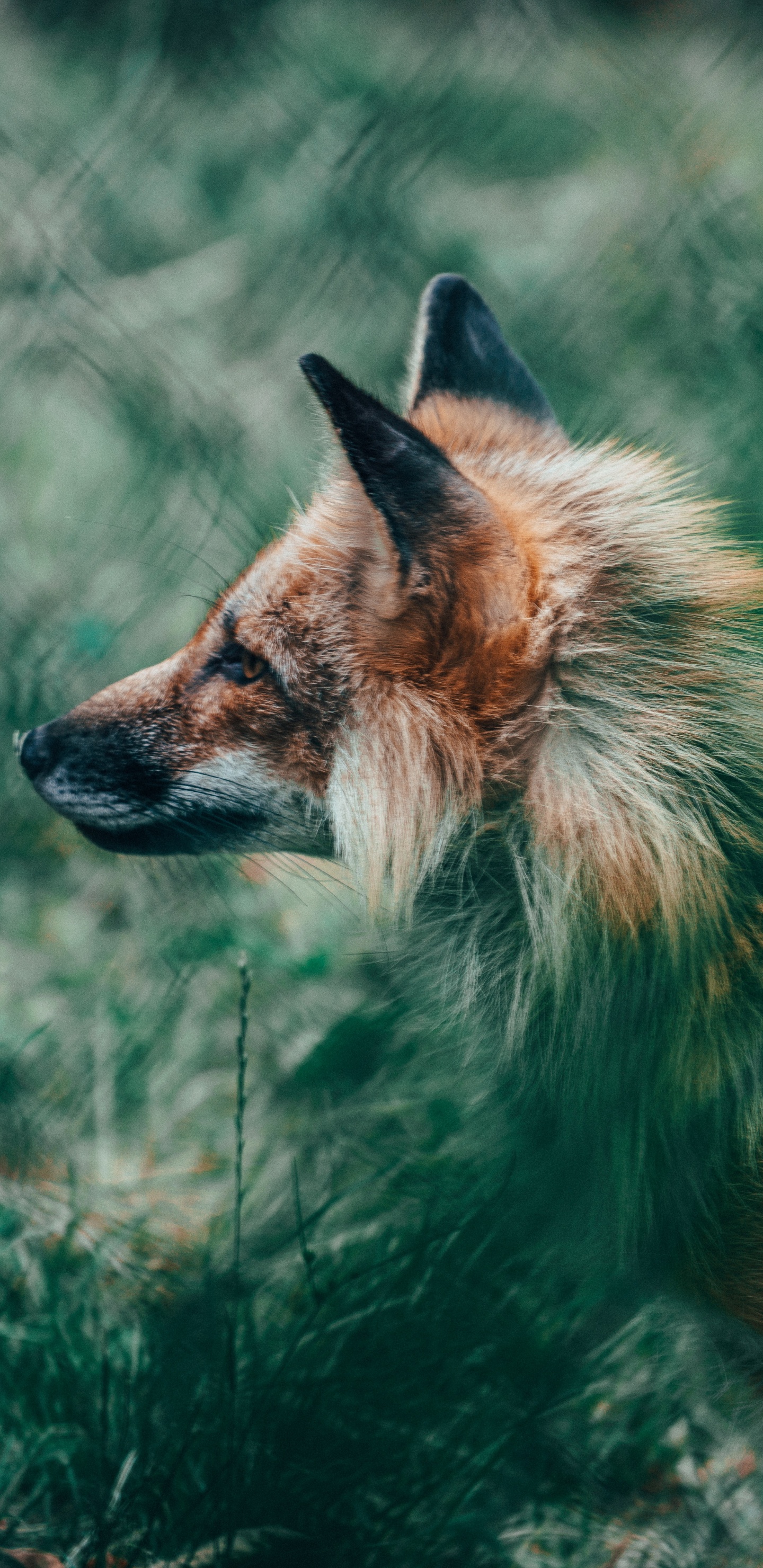 Zorro Marrón Sobre la Hierba Verde Durante el Día. Wallpaper in 1440x2960 Resolution