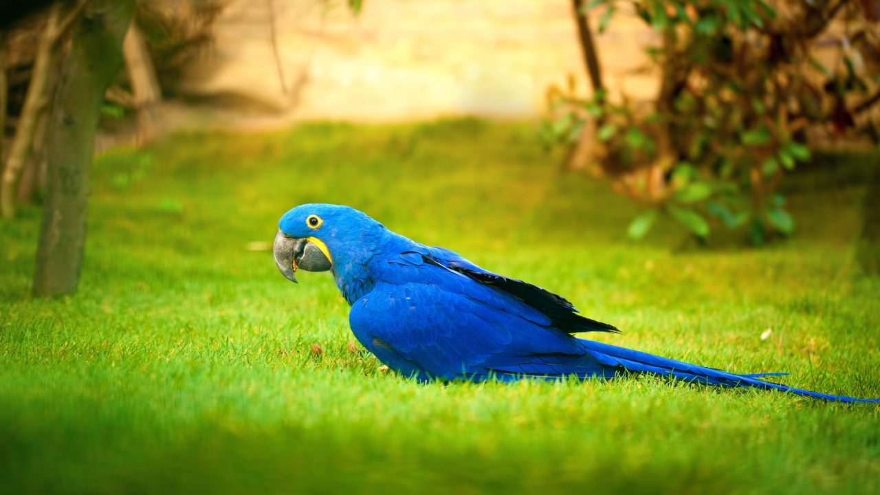 Perroquet Bleu et Vert Sur L'herbe Verte Pendant la Journée. Wallpaper in 1280x720 Resolution