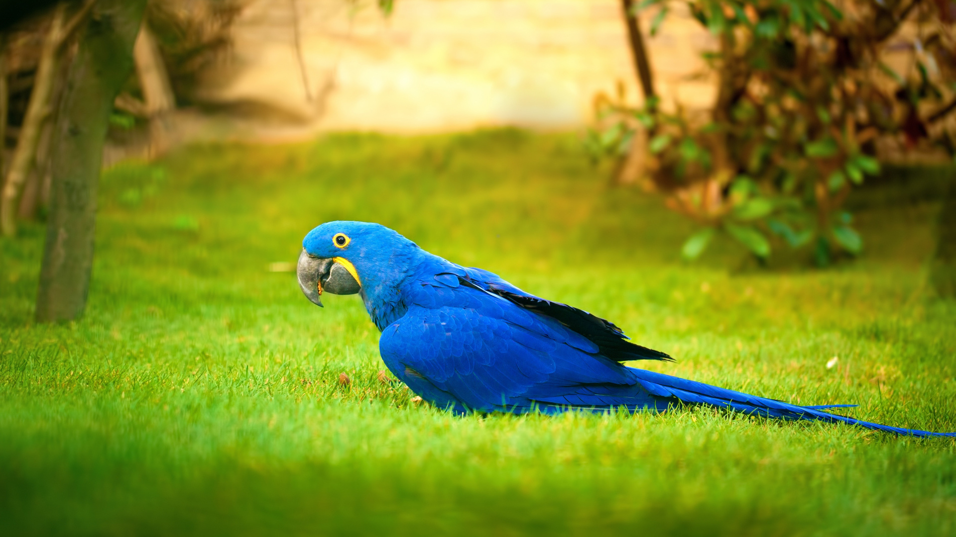 Perroquet Bleu et Vert Sur L'herbe Verte Pendant la Journée. Wallpaper in 1920x1080 Resolution