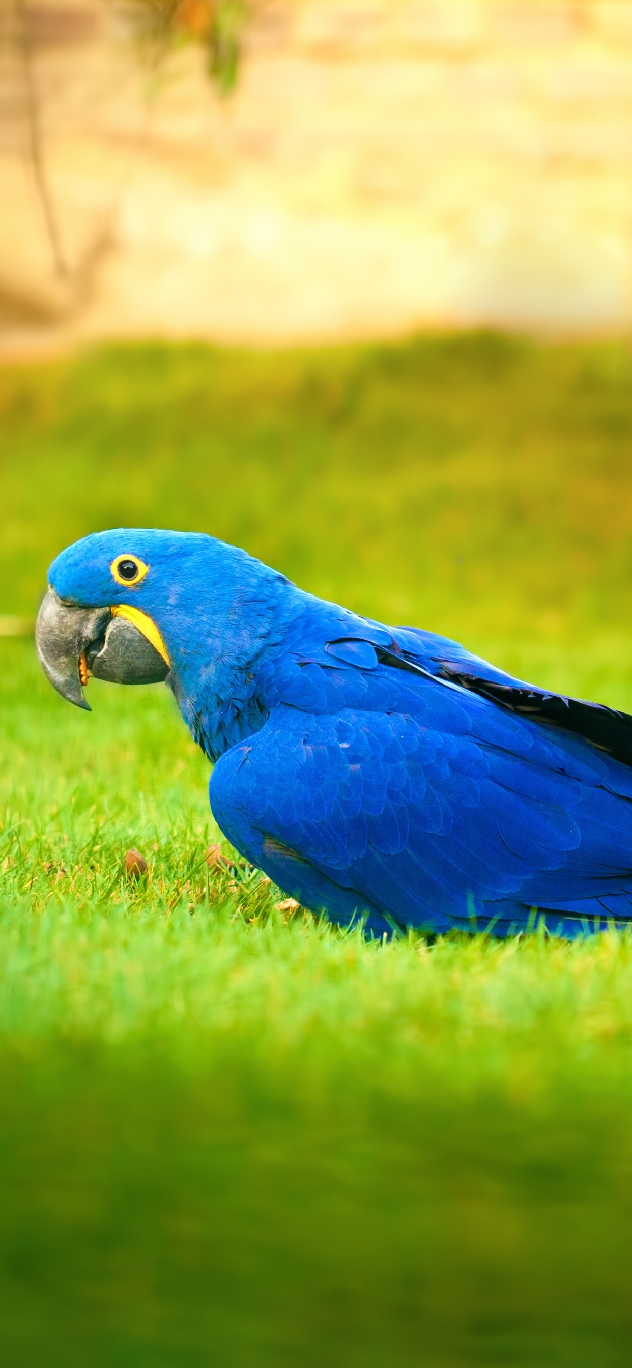 Blauer Und Grüner Papagei Auf Grünem Gras Tagsüber. Wallpaper in 1242x2688 Resolution