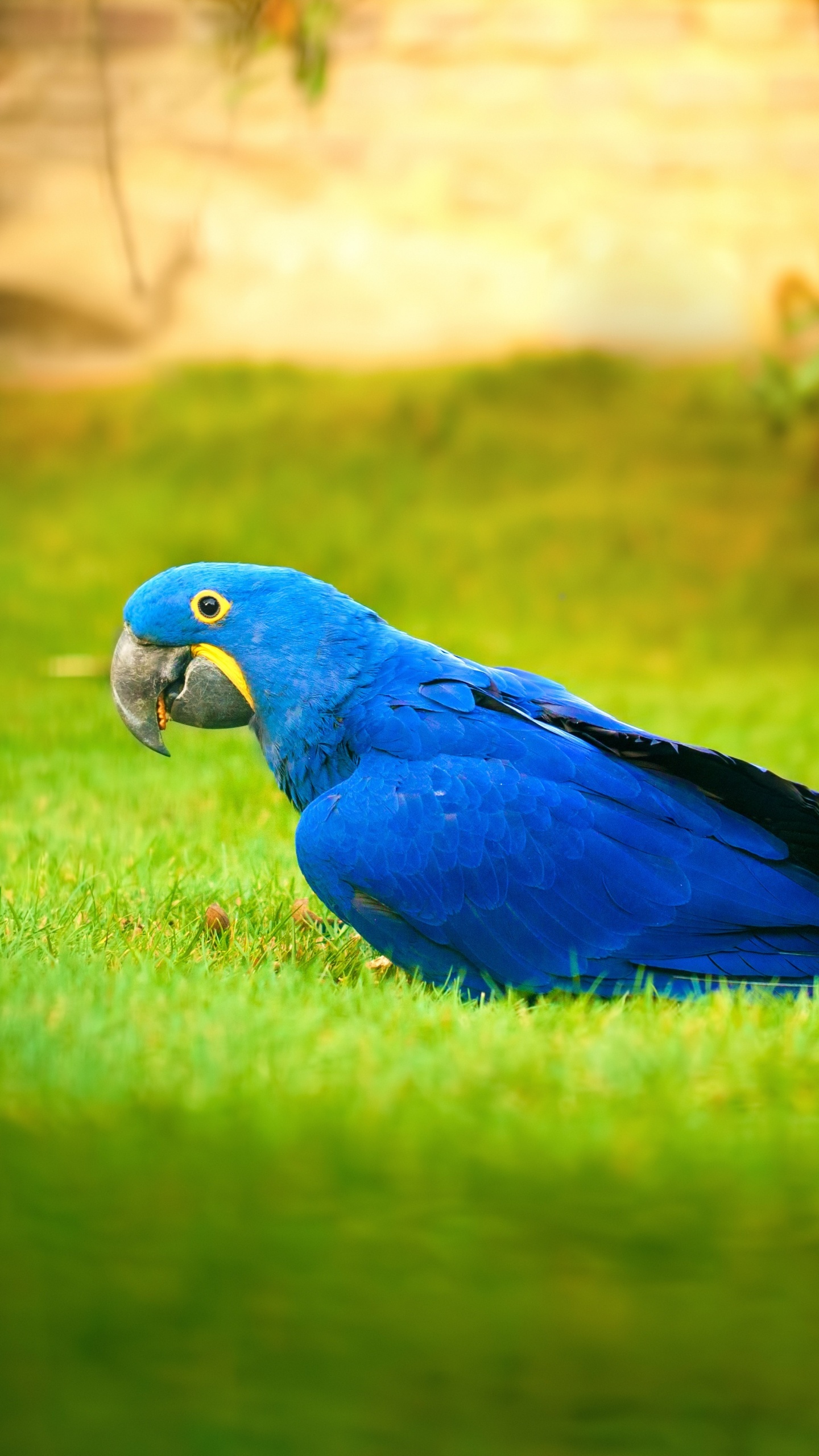 Blauer Und Grüner Papagei Auf Grünem Gras Tagsüber. Wallpaper in 1440x2560 Resolution