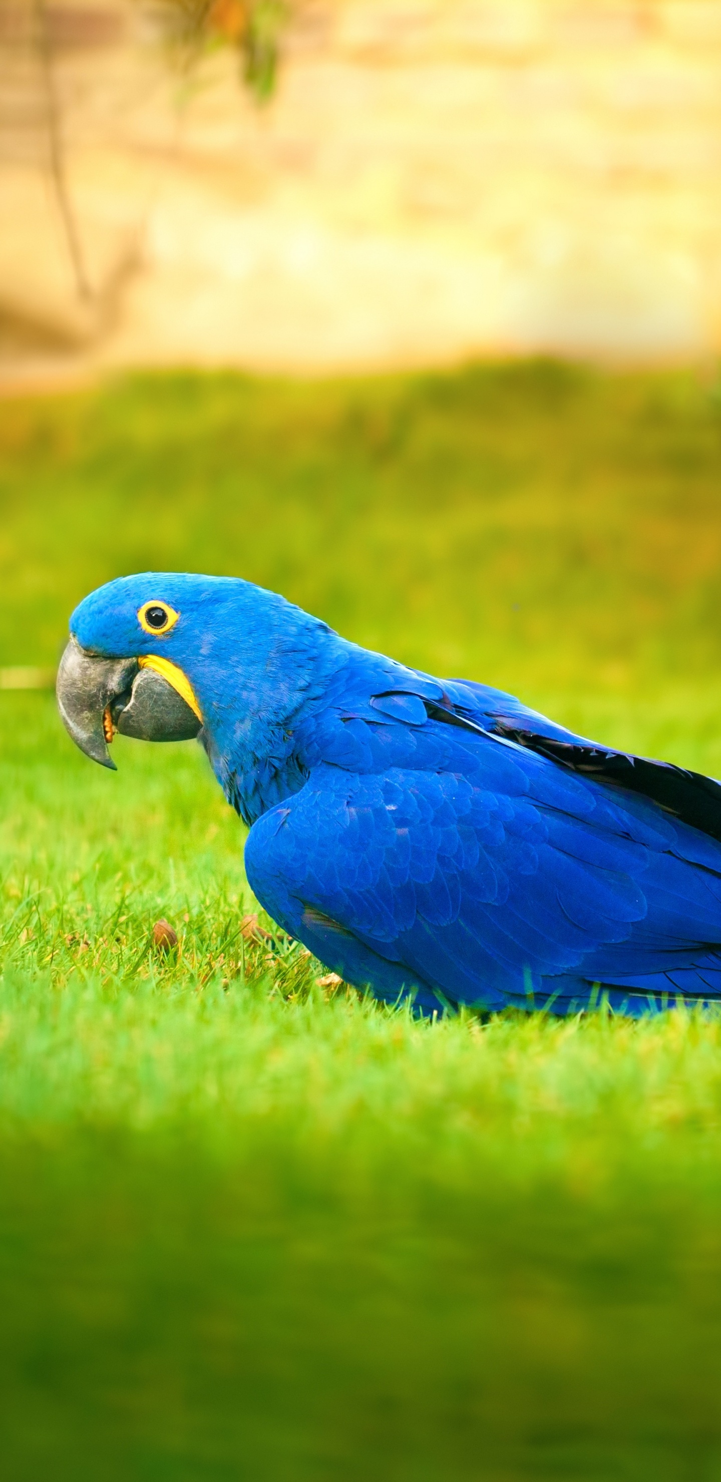 Blauer Und Grüner Papagei Auf Grünem Gras Tagsüber. Wallpaper in 1440x2960 Resolution