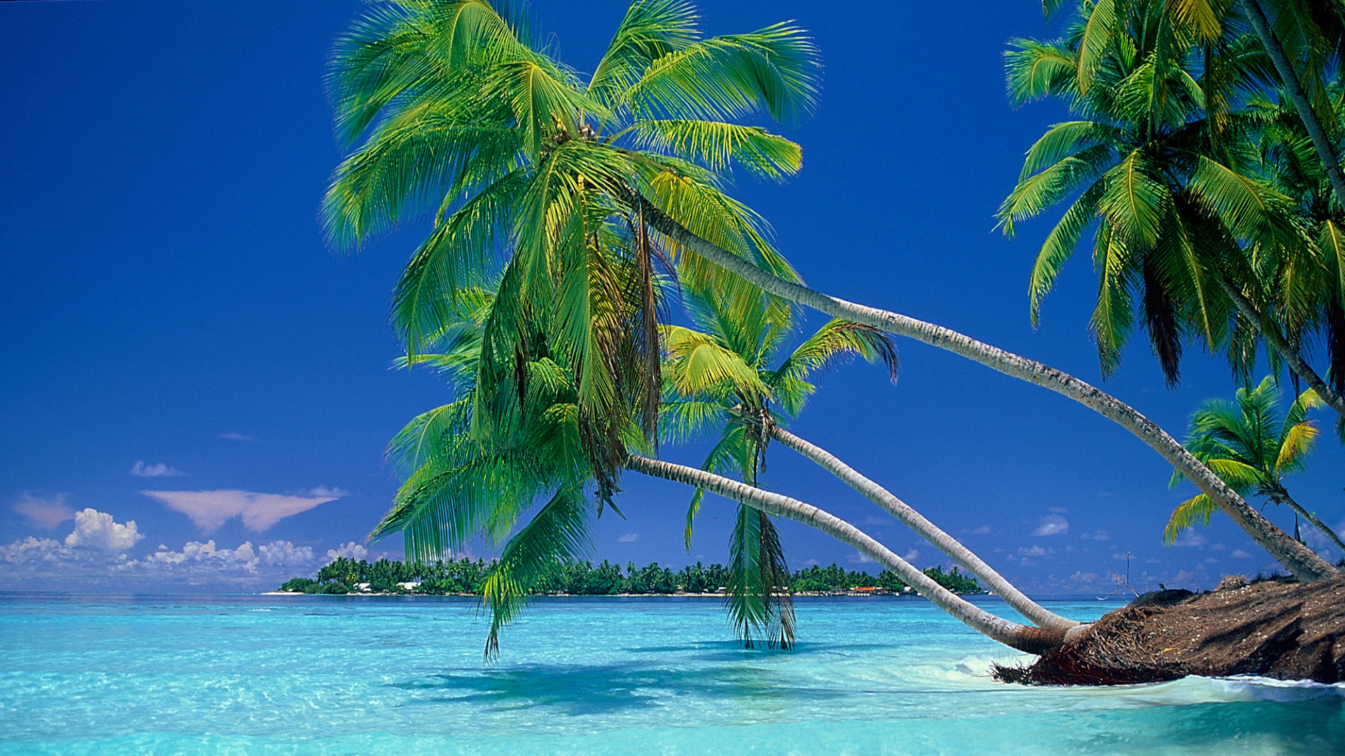 Grüne Kokospalme Auf Blauem Meer Unter Blauem Himmel Tagsüber. Wallpaper in 1920x1080 Resolution