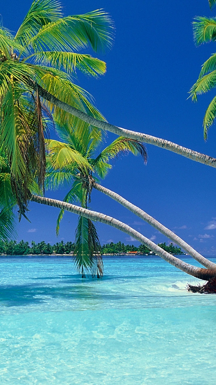 Green Coconut Tree on Blue Sea Under Blue Sky During Daytime. Wallpaper in 720x1280 Resolution