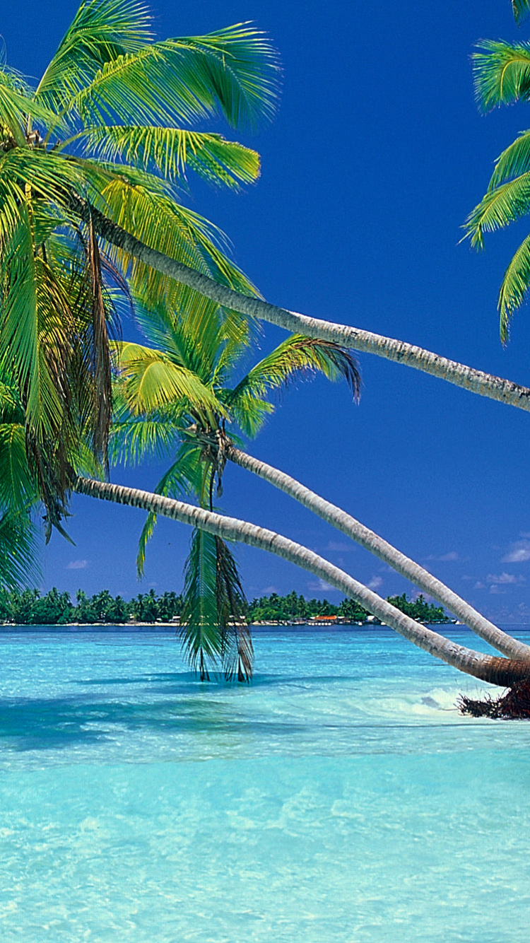 Green Coconut Tree on Blue Sea Under Blue Sky During Daytime. Wallpaper in 750x1334 Resolution
