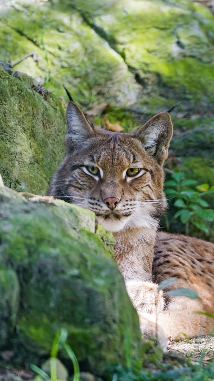 Brown and White Cat on Green Grass During Daytime. Wallpaper in 720x1280 Resolution