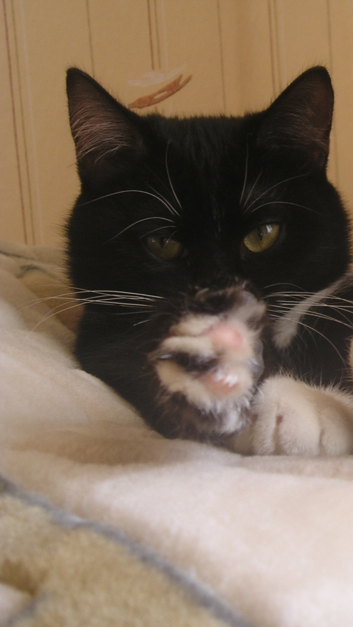 Gato de Esmoquin Acostado Sobre Textil Blanco. Wallpaper in 720x1280 Resolution