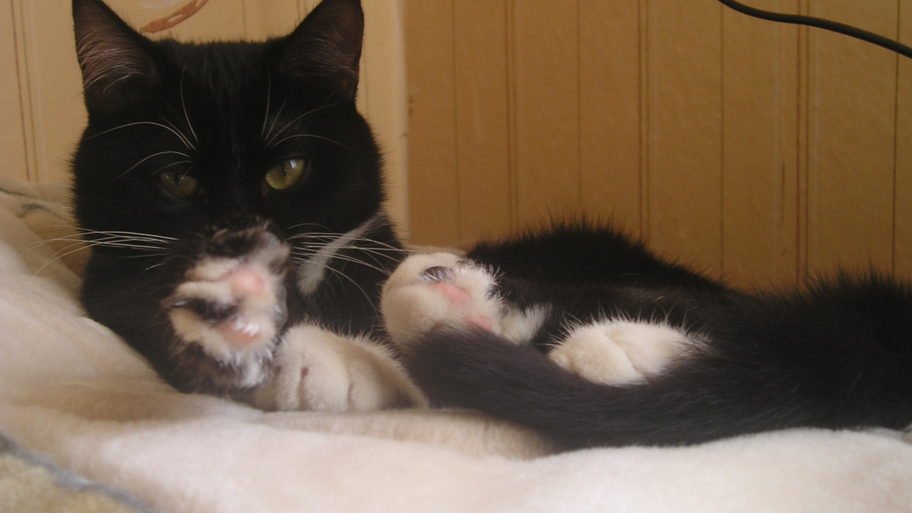 Tuxedo Cat Lying on White Textile. Wallpaper in 1280x720 Resolution