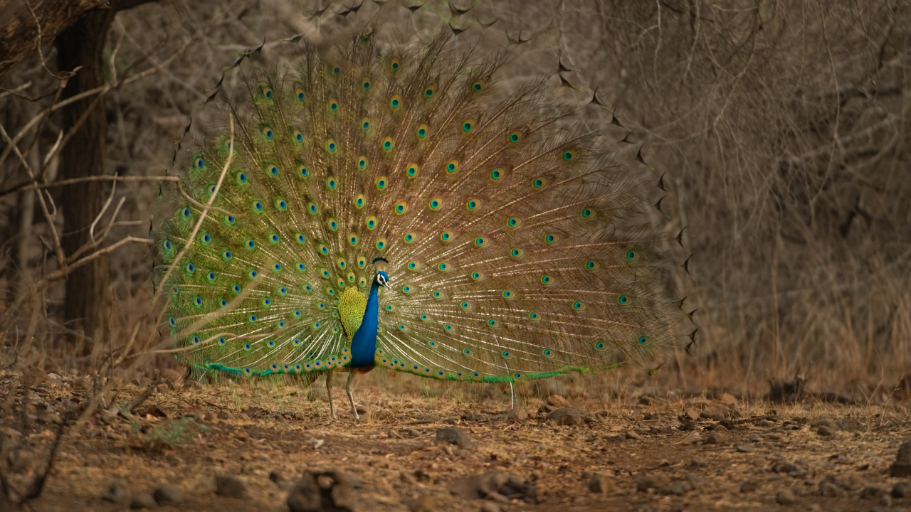 Peacock on Brown Soil Near Bare Trees During Daytime. Wallpaper in 1280x720 Resolution