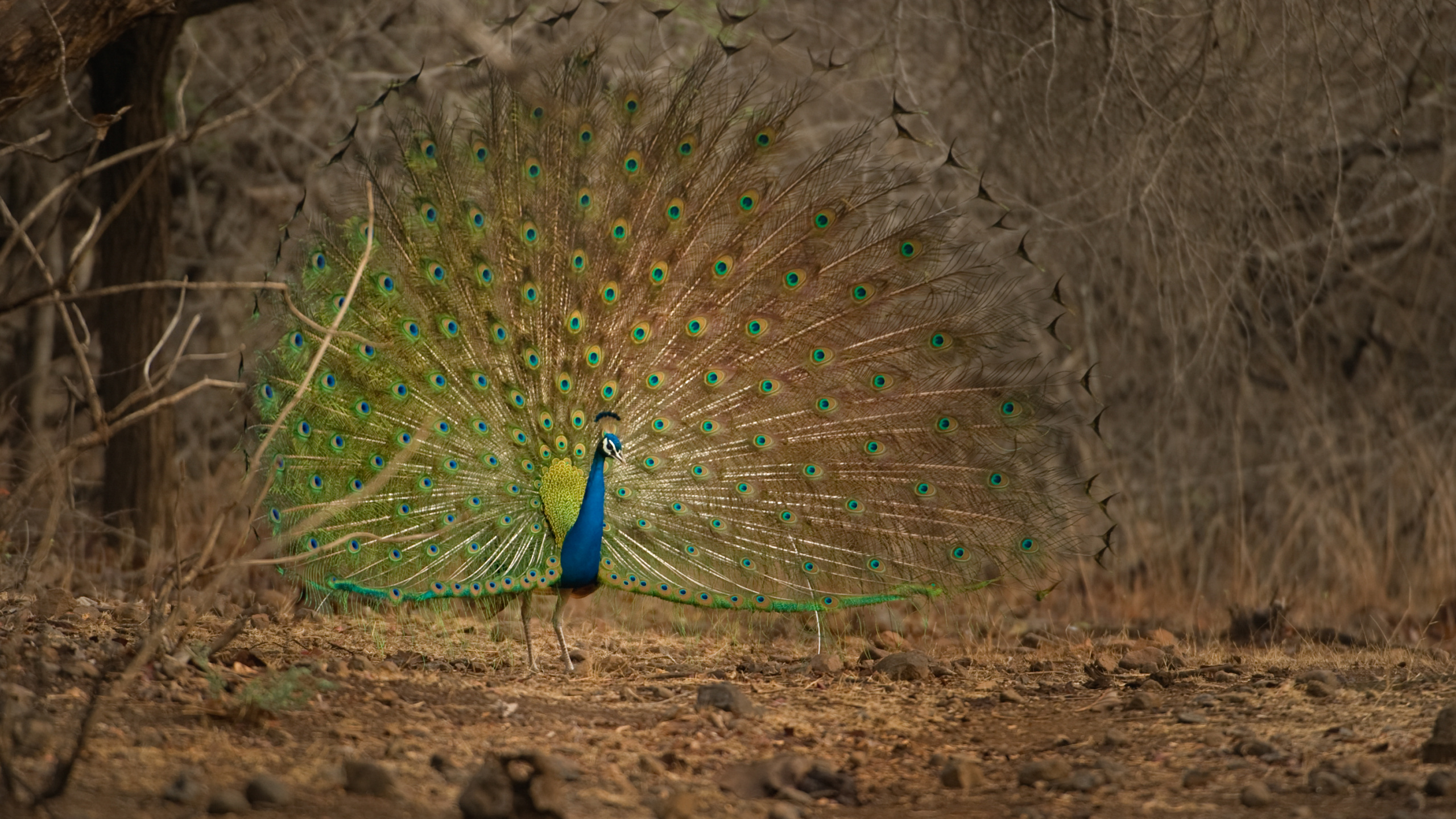 Peacock on Brown Soil Near Bare Trees During Daytime. Wallpaper in 2560x1440 Resolution