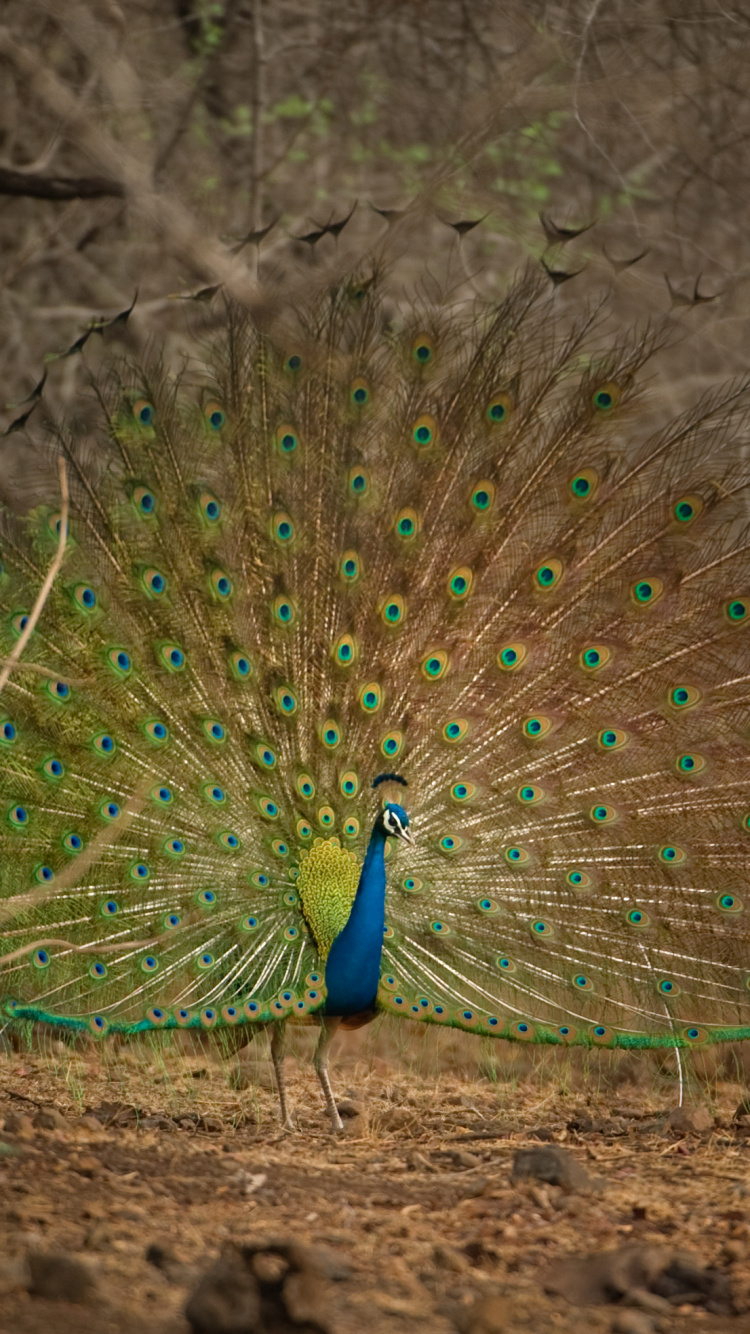 Peacock on Brown Soil Near Bare Trees During Daytime. Wallpaper in 750x1334 Resolution