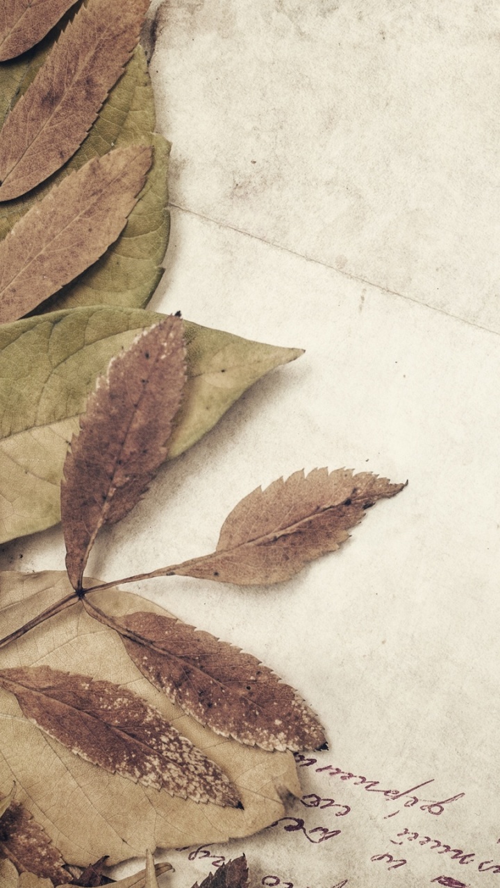 Brown Leaves on White Paper. Wallpaper in 720x1280 Resolution