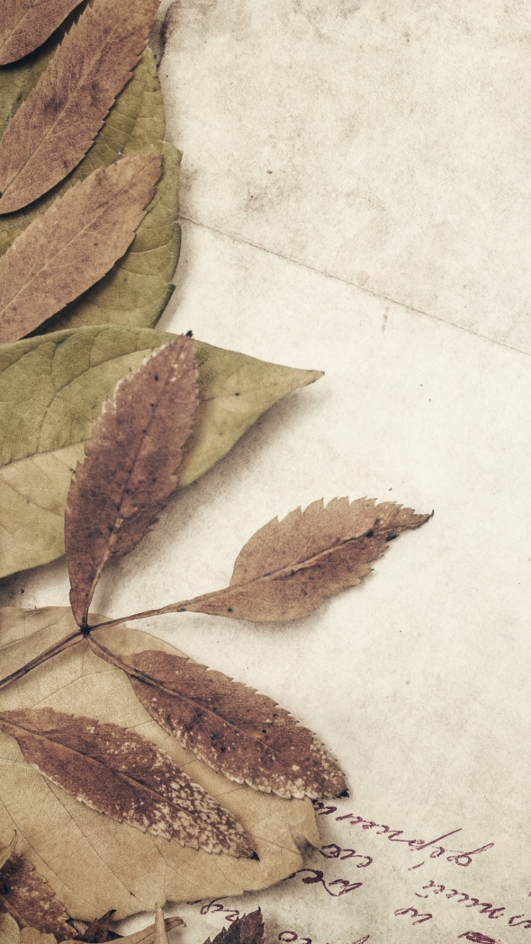 Feuilles Brunes Sur Papier Blanc. Wallpaper in 750x1334 Resolution