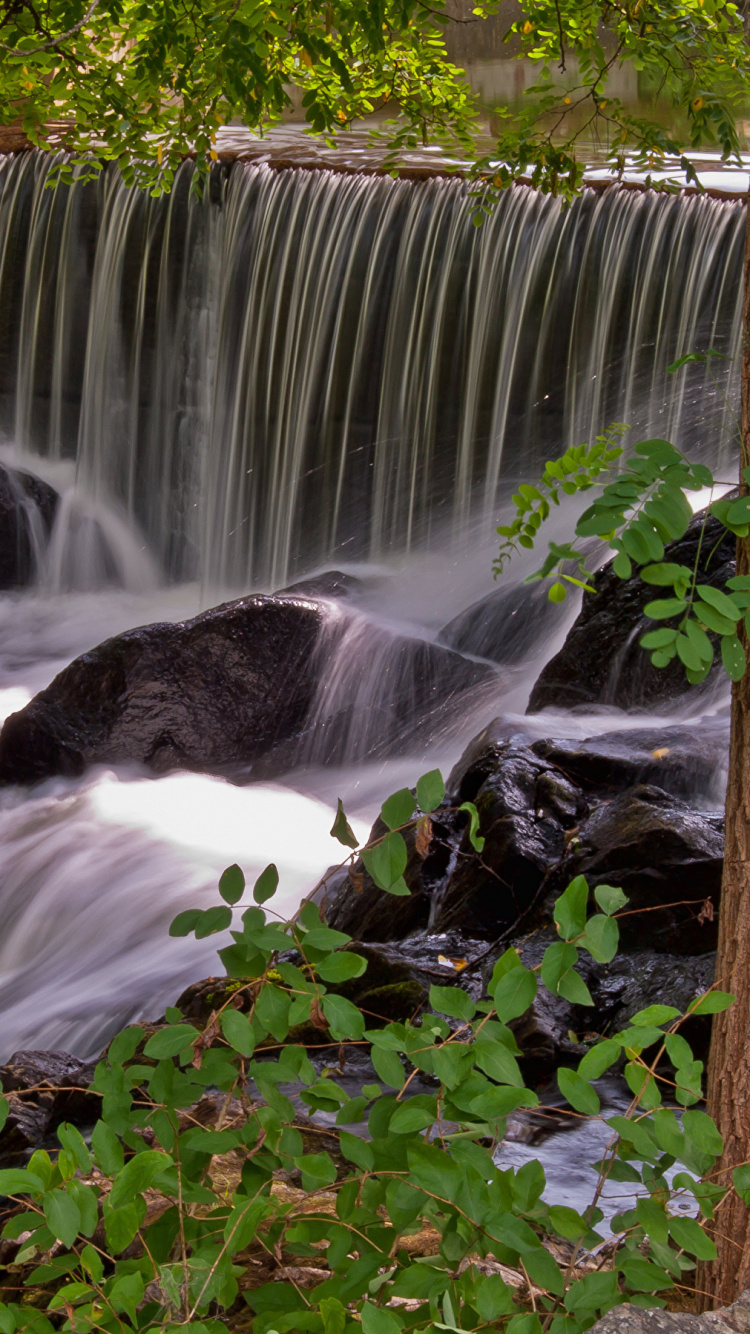 Plantas Verdes Junto a Cascadas Durante el Día. Wallpaper in 750x1334 Resolution