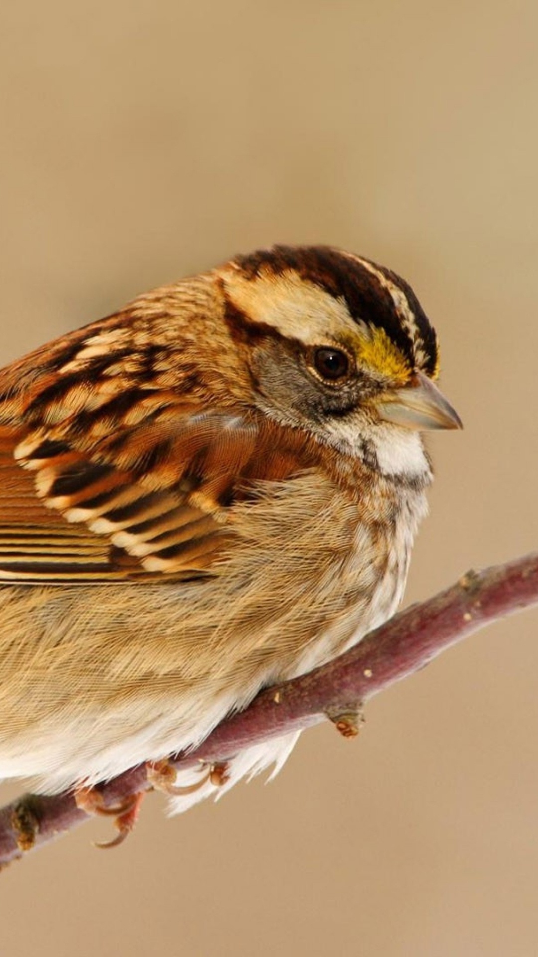 Brown and White Bird on Brown Tree Branch. Wallpaper in 1080x1920 Resolution