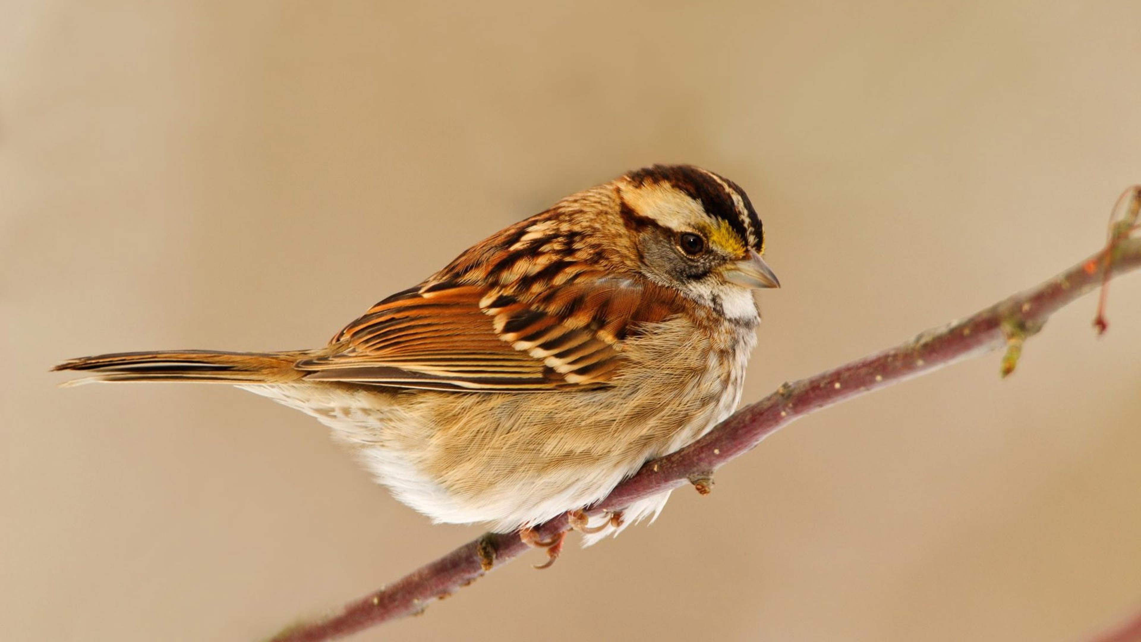 Brown and White Bird on Brown Tree Branch. Wallpaper in 3840x2160 Resolution