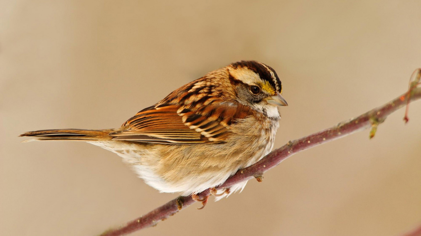 Oiseau Marron et Blanc Sur Une Branche D'arbre Marron. Wallpaper in 1366x768 Resolution