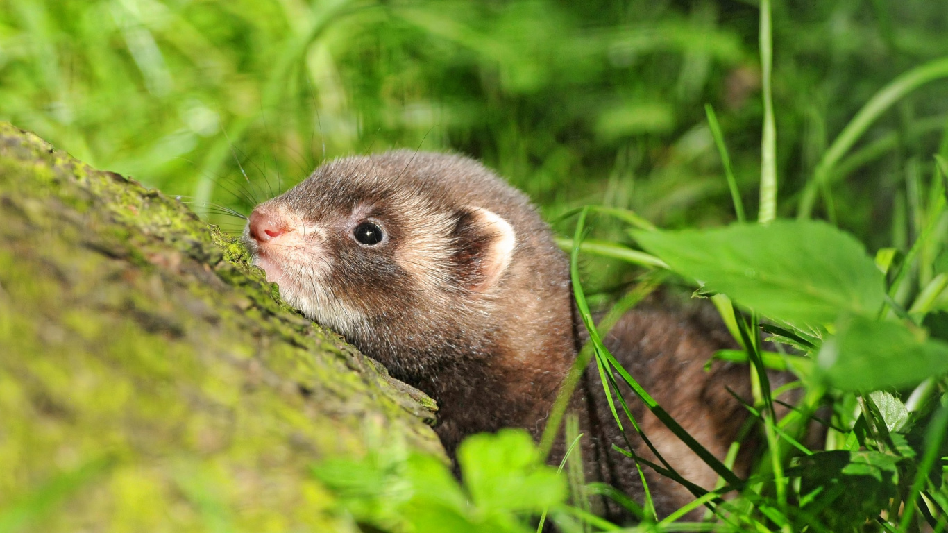 Brown and White Rodent on Green Moss. Wallpaper in 1366x768 Resolution