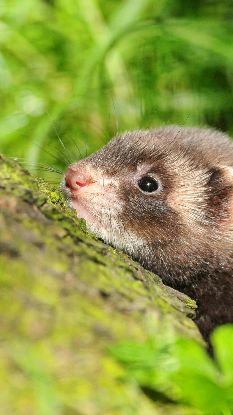 Brown and White Rodent on Green Moss. Wallpaper in 750x1334 Resolution