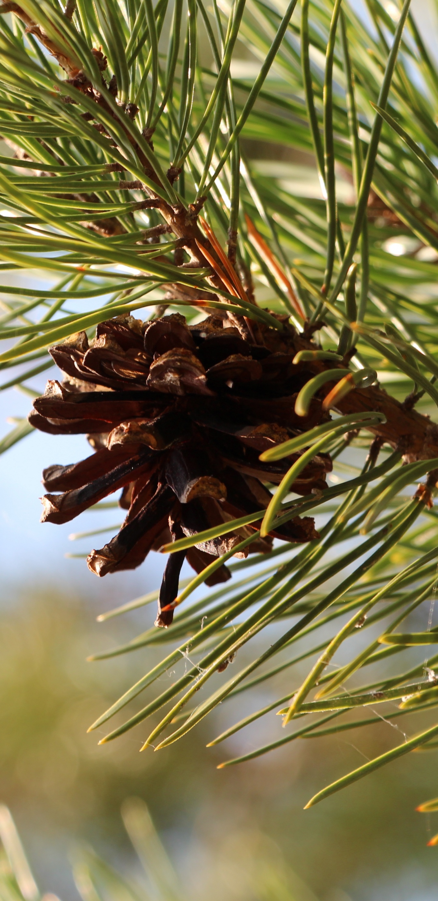 Braune Pflanze in Nahaufnahme. Wallpaper in 1440x2960 Resolution