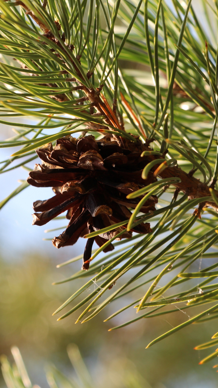 Plante Brune en Gros Plan. Wallpaper in 750x1334 Resolution