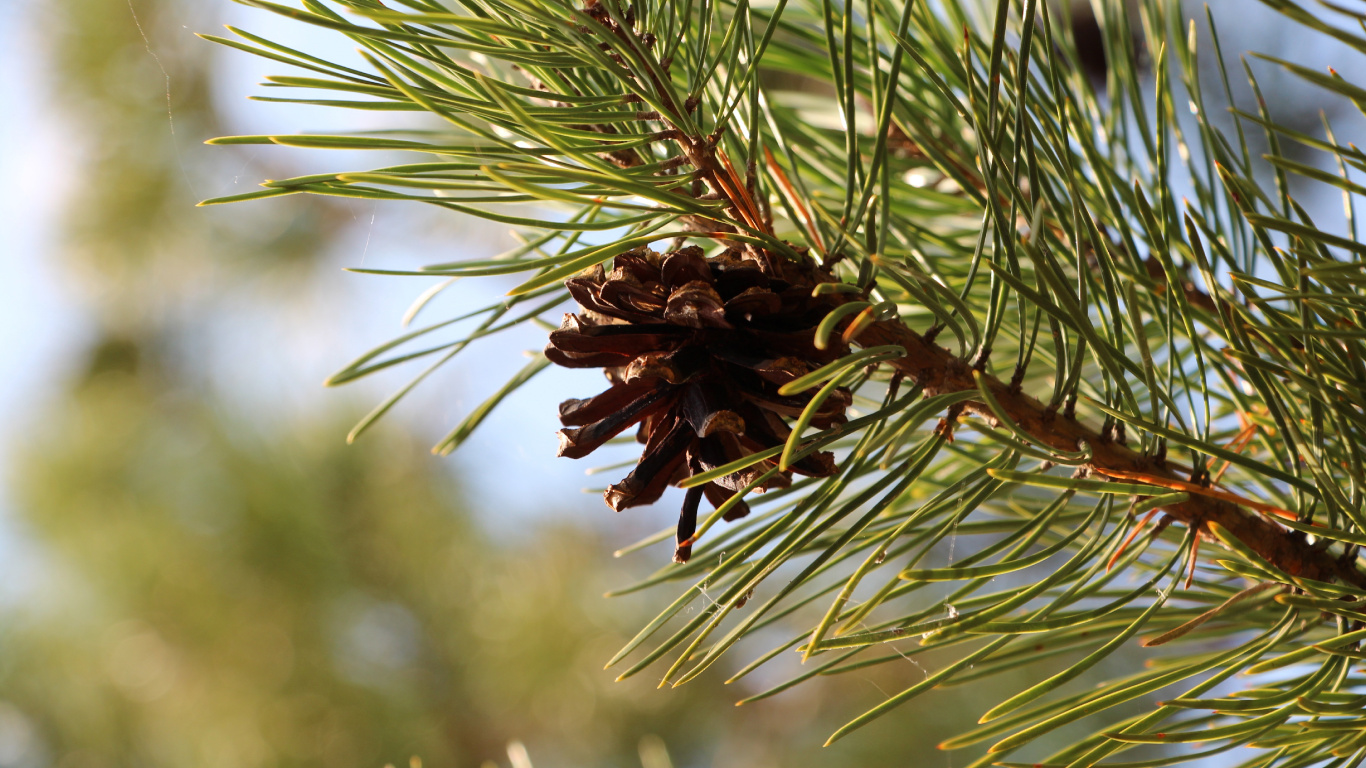 Brown Plant in Close up Photography. Wallpaper in 1366x768 Resolution