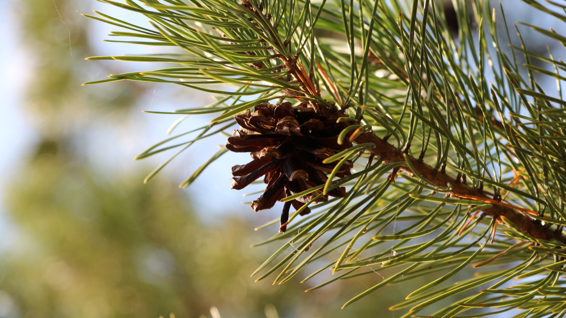 Brown Plant in Close up Photography. Wallpaper in 1920x1080 Resolution