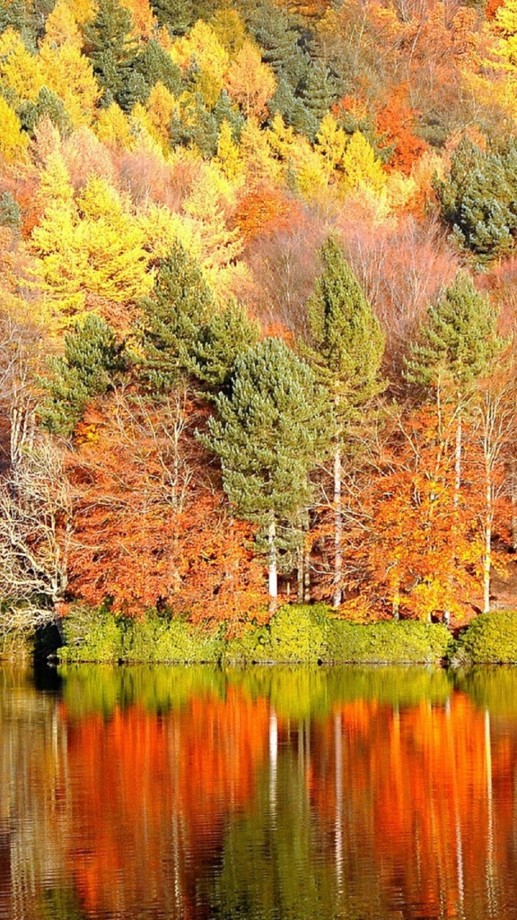 Reflexión, Naturaleza, Agua, de Hoja Caduca, Lago. Wallpaper in 750x1334 Resolution