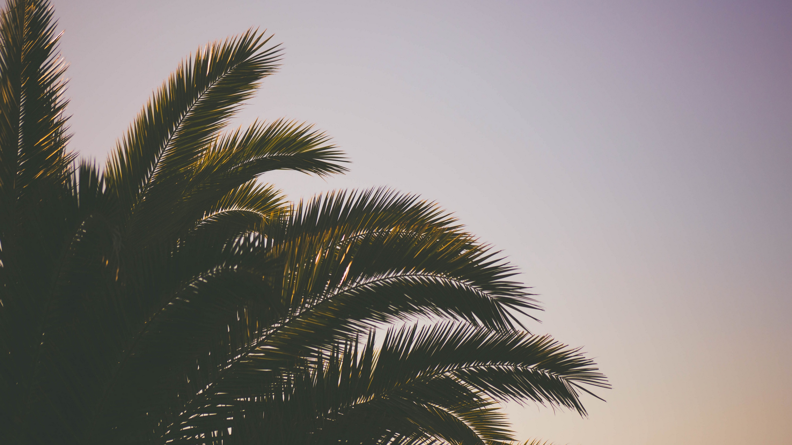 Palmier Vert Sous Ciel Blanc. Wallpaper in 2560x1440 Resolution